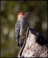 _B211125 red-bellied woodpecker